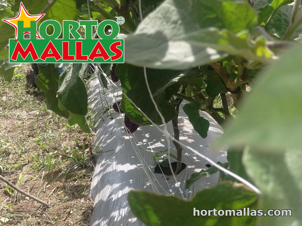 Entutorar cultivos con malla tutora Hortomallas 