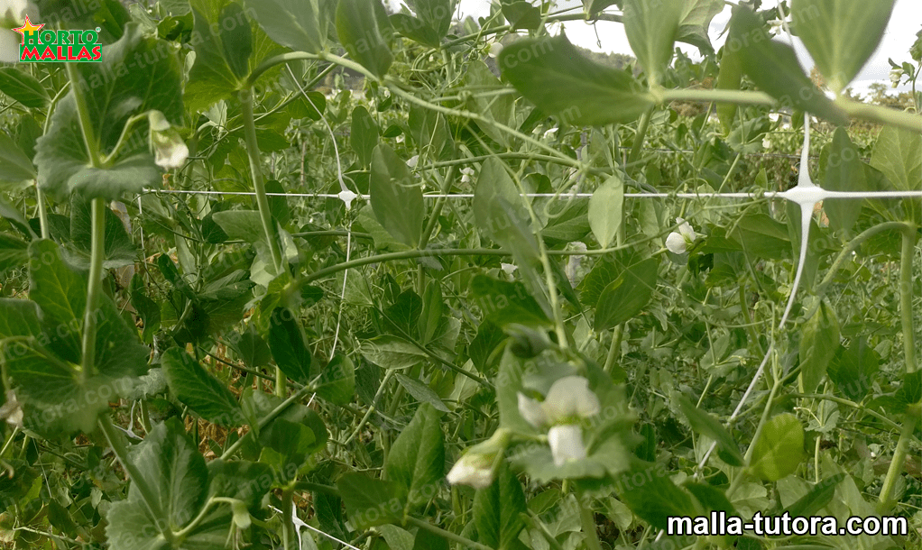 malla para entutorar cultivo de pepinos con composta