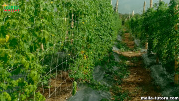 Como sembrar tomate con el uso de la malla tutora y uso de composta