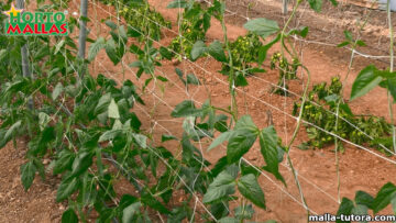 Uso de rafia agrícola para el cultivo de chiles